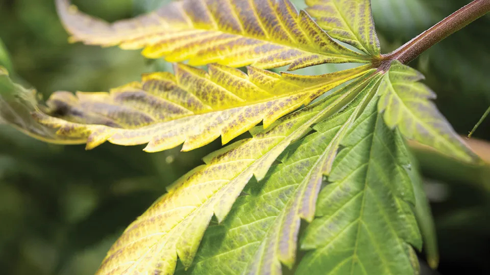 Hydroponic Alternative Energy Sources: Powering Sustainable Growth