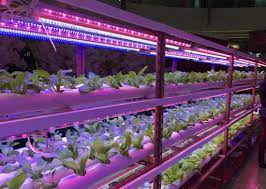 Hydroponic Grow Lamps Tips: Maximizing Indoor Plant Growth