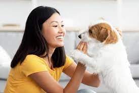 Easy Dog Training Tips For Beginners